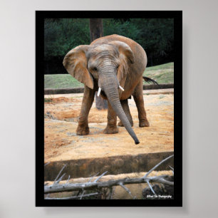 Poster Retrato de Elefante Africano
