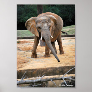 Poster Retrato de Elefante Africano