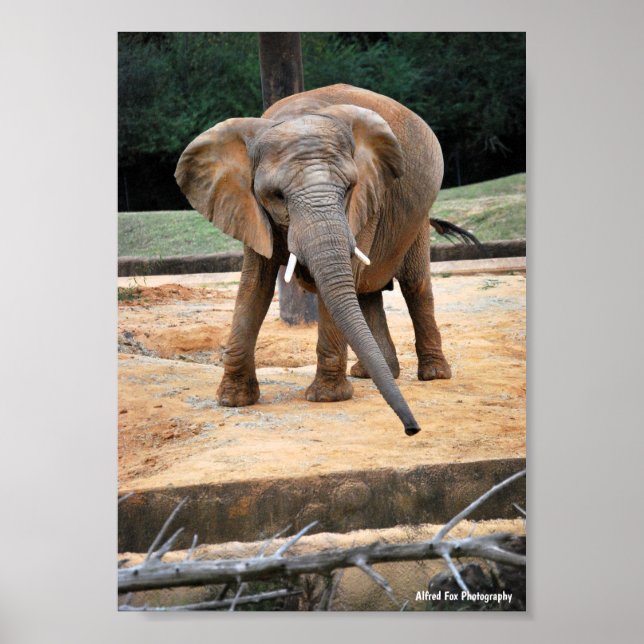Poster Retrato de Elefante Africano (Frente)