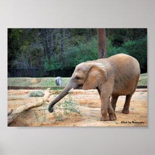Poster Retrato de Elefante Africano no Parque