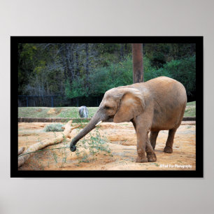 Poster Retrato de Elefante Africano no Parque