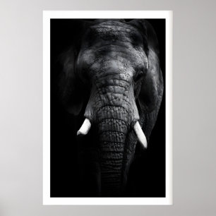Poster Retrato de Elefante em Preto e Branco, Presas