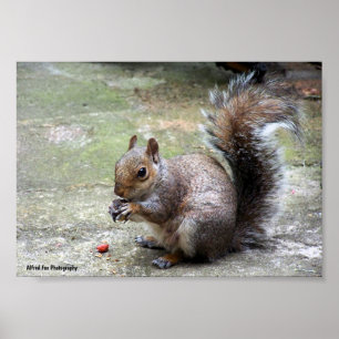 Poster Retrato de Esquilo Cinzento