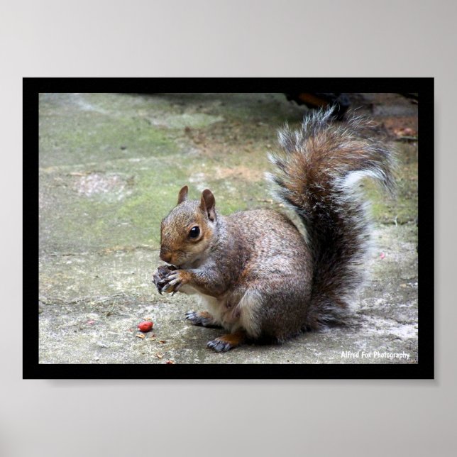 Poster Retrato de Esquilo Cinzento (Frente)
