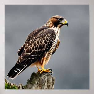 Poster Retrato de Fechamento de um Hawk