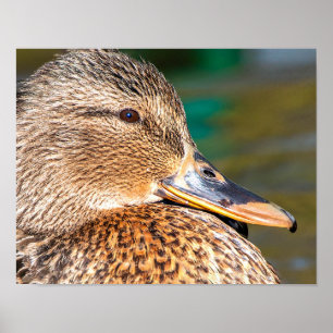Poster Retrato de Fechamento do Pato Mallard Sorridente