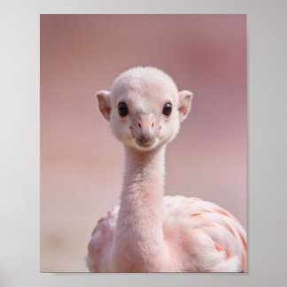 Poster Retrato de Filhote de Flamingo – Parede de Animais