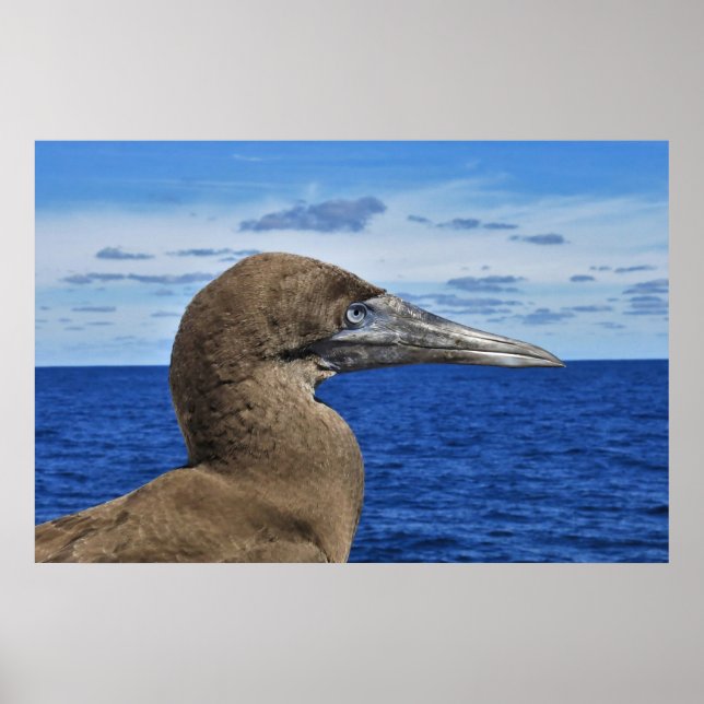 Poster Retrato de Gannet (Frente)