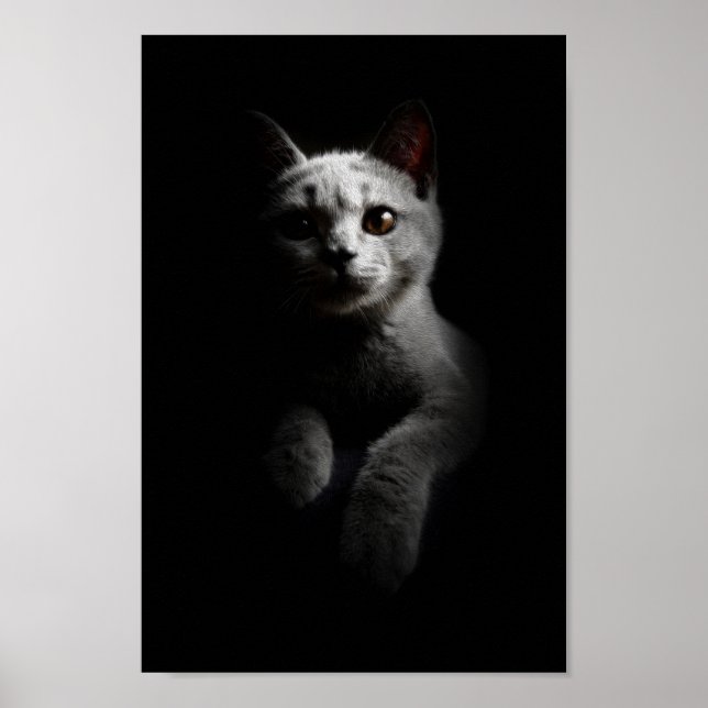 Poster Retrato de Gato/Gato/Gatinho (Frente)