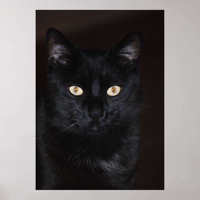 Poster Retrato de Gato Negro (Frente)