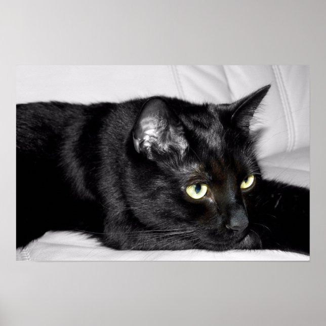 Pôster Retrato de Gato Preto Fofo (Frente)