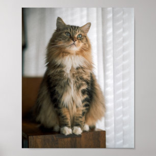 Poster Retrato de Gato Tabby de Cabelo Comprido e Fofo