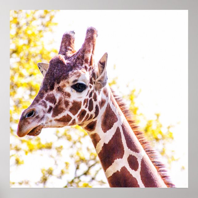 Poster Retrato de Girafa (Frente)