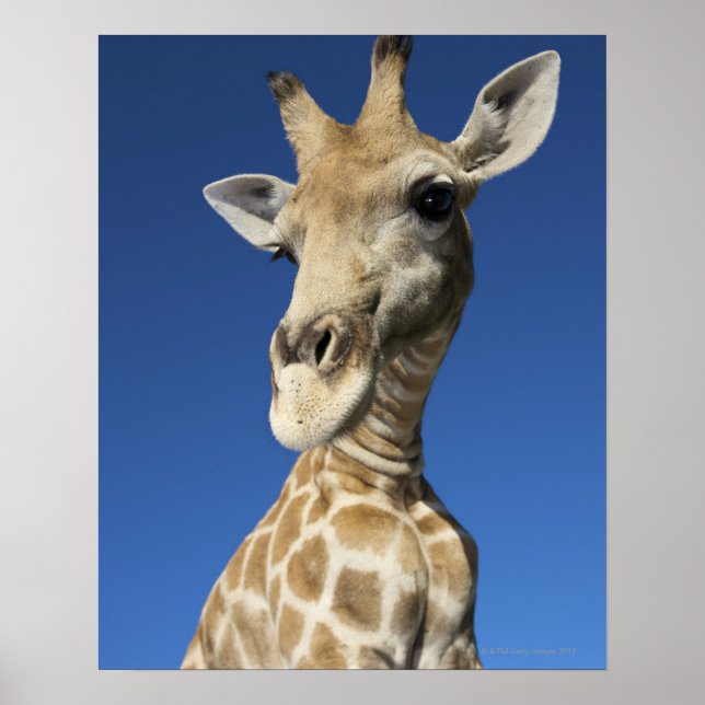 Poster Retrato de Girafa (Giraffa Camelopardalis) (Frente)