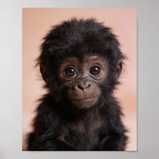 Poster Retrato de Gorila Bebê Arte para Parede de Berçári