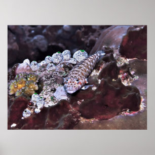 Poster Retrato de Grubfish