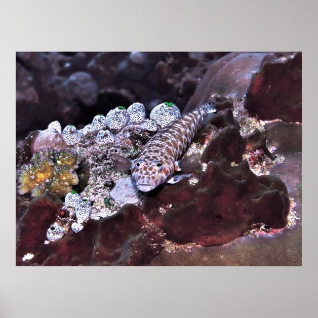 Poster Retrato de Grubfish (Frente)