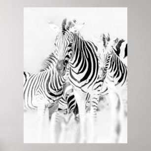 Poster retrato de grupo de zebra monocromática, Nat sul-a