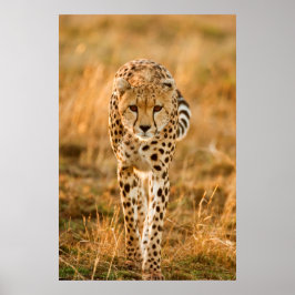 Pôster Retrato de Guepardo (Acinonyx Jubatus), Maasai