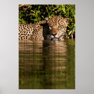 Poster Retrato de Jaguar que nada