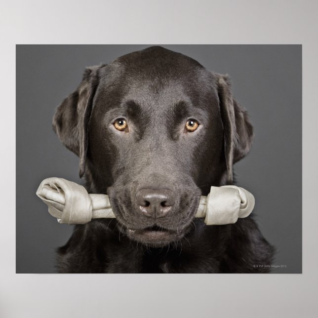 Poster Retrato de labrador de chocolate (Frente)