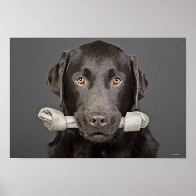 Poster Retrato de labrador de chocolate (Frente)