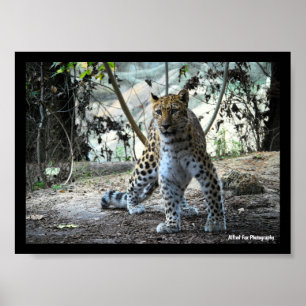 Poster Retrato de Leopardo em Posição