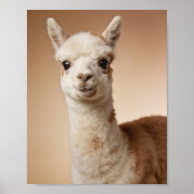 Retrato de Lhama Bebê – Arte de Parede de Animal d