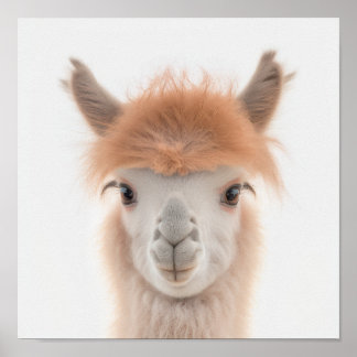 Poster Retrato de Lhama Bebê Fofa (Alpaca) | 1:1
