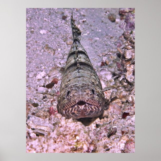 Poster Retrato de Lizardfish (Frente)