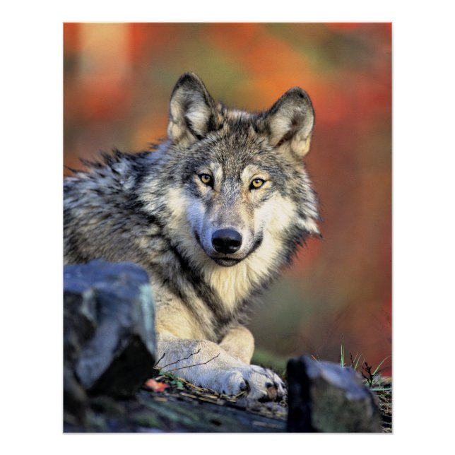 Pôster Retrato de Lobo (Frente)