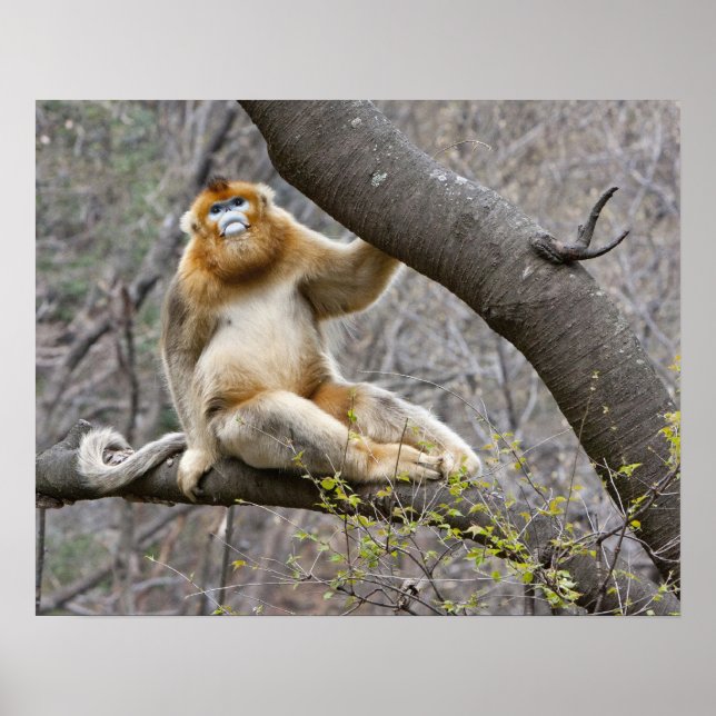 Pôster Retrato de macaco-dourado macho na árvore (Frente)