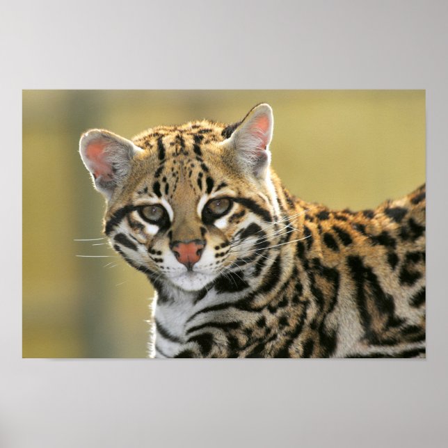 Poster Retrato de Ocelot (Frente)