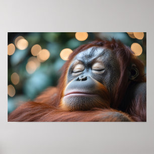 Poster Retrato de orangotango selvagem relaxando 