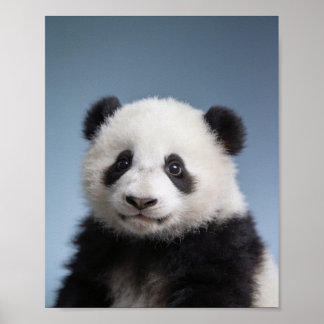 Poster Retrato de Panda Bebê – Arte de Parede de Animal F