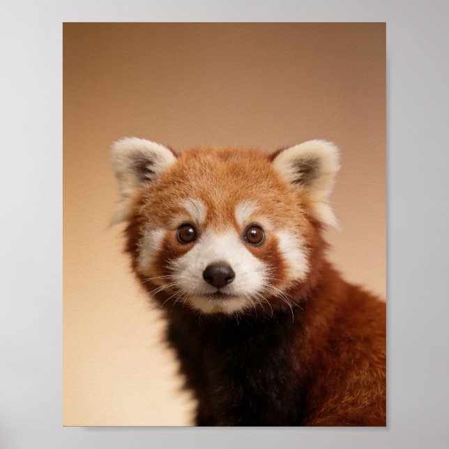 Poster Retrato de Panda Vermelho Bebê – Parede de Animal  (Frente)