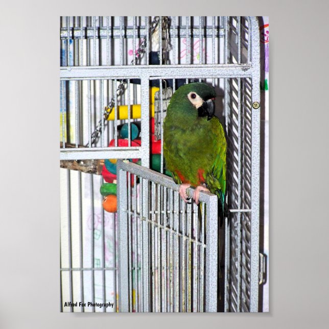 Poster Retrato de Papagaio Verde (Frente)