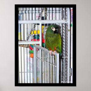 Poster Retrato de Papagaio Verde