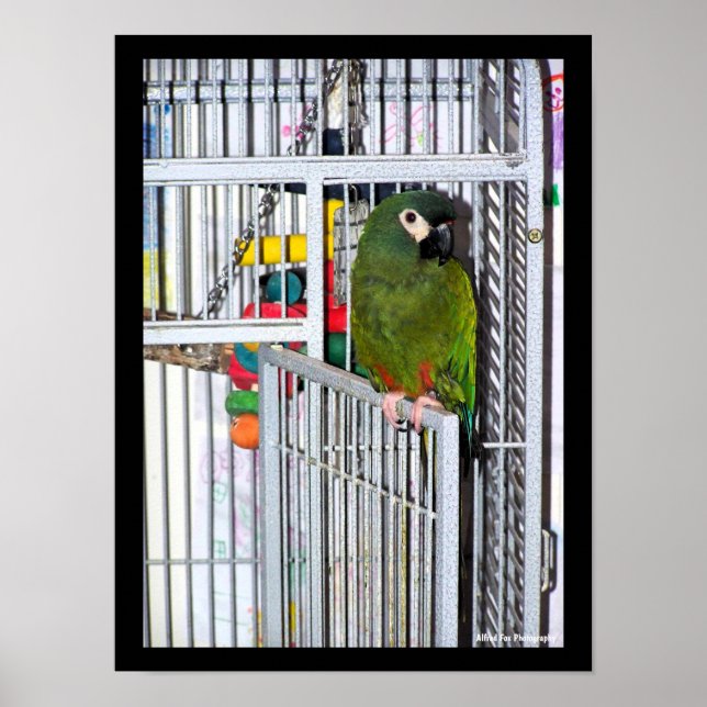 Poster Retrato de Papagaio Verde (Frente)