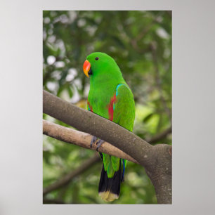 Pôster Retrato de Papagaio Verde