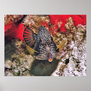 Poster Retrato de Peixe-Boxim