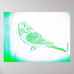 Poster Retrato de Periquito Verde