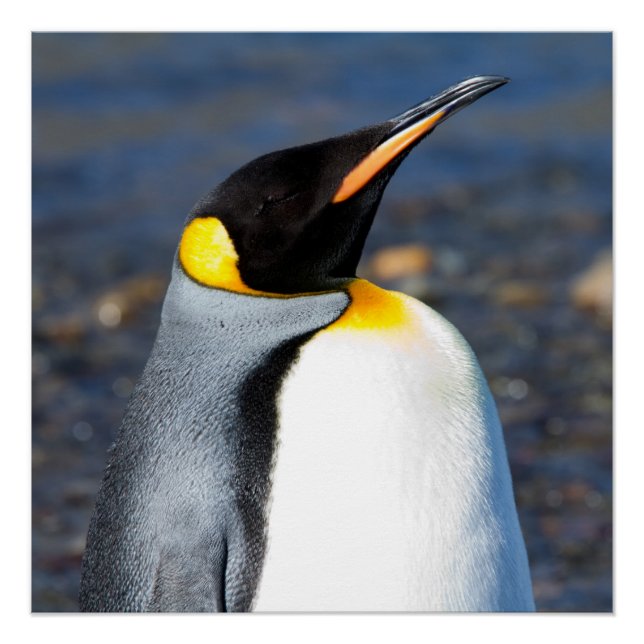 Pôster Retrato de pinguim (Frente)
