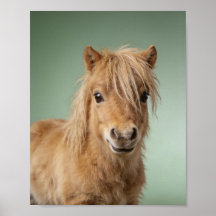 Retrato de Pônei Shetland Bebê – Animal de Berçári