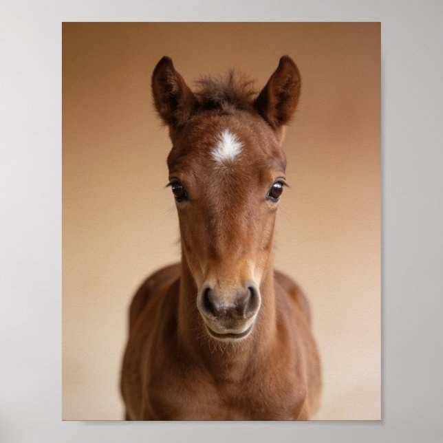 Poster Retrato de Potro Bebê – Arte de Parede de Animal d (Frente)
