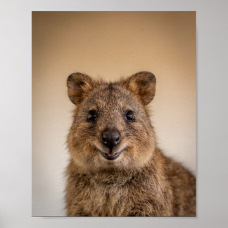 Poster Retrato de Quokka Bebê – Parede de Animais de Berç