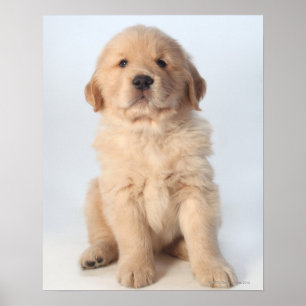 Poster Retrato de seis filhotes de cachorro semanas de