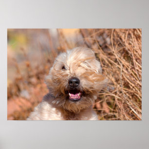 Poster Retrato de Soft Coated Wheaten Terrier