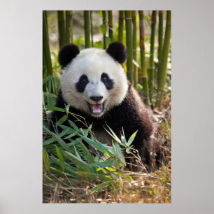 Poster Retrato de sorriso da panda