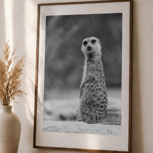 Poster Retrato de Suricata Preto e Branco Vida Selvagem